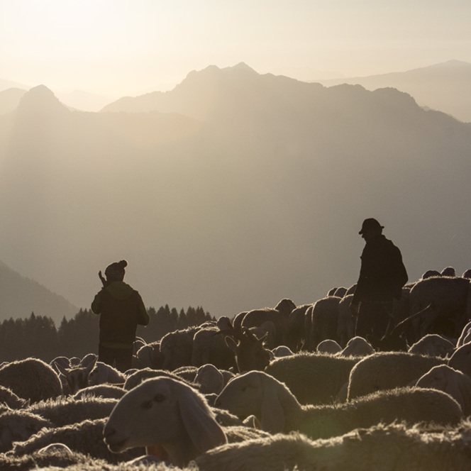 Gregga di pecore al tramonto