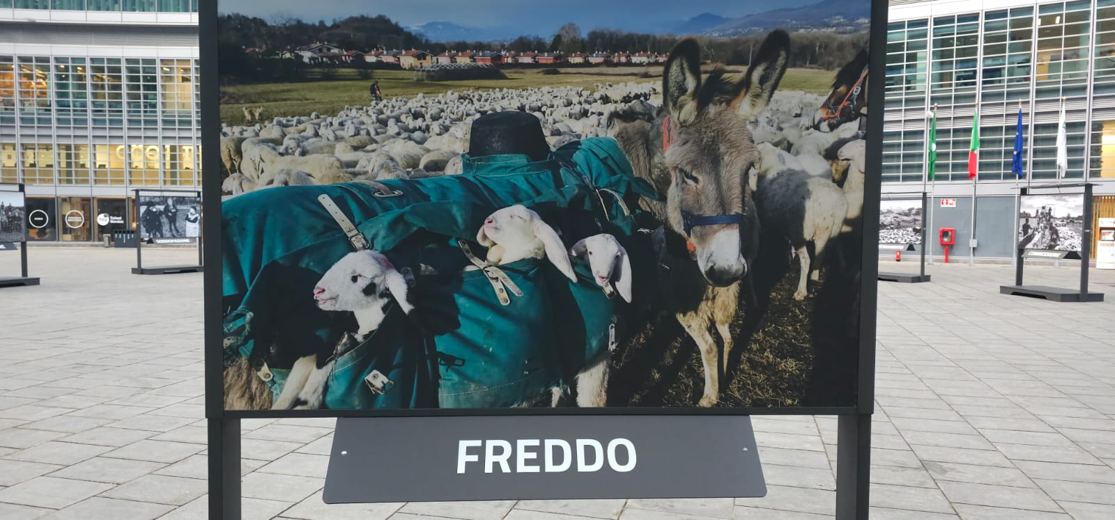 Mostra pastoralismo