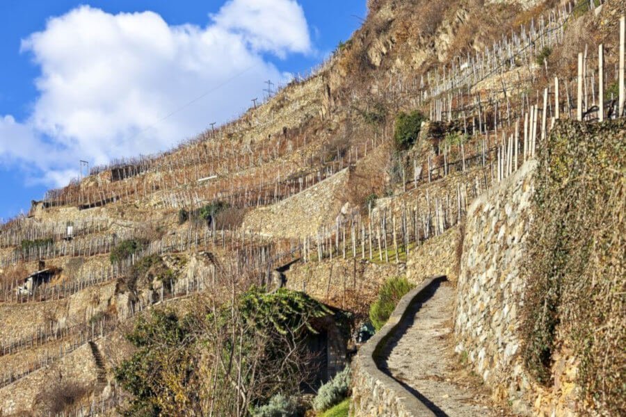 Vigne Valtellina