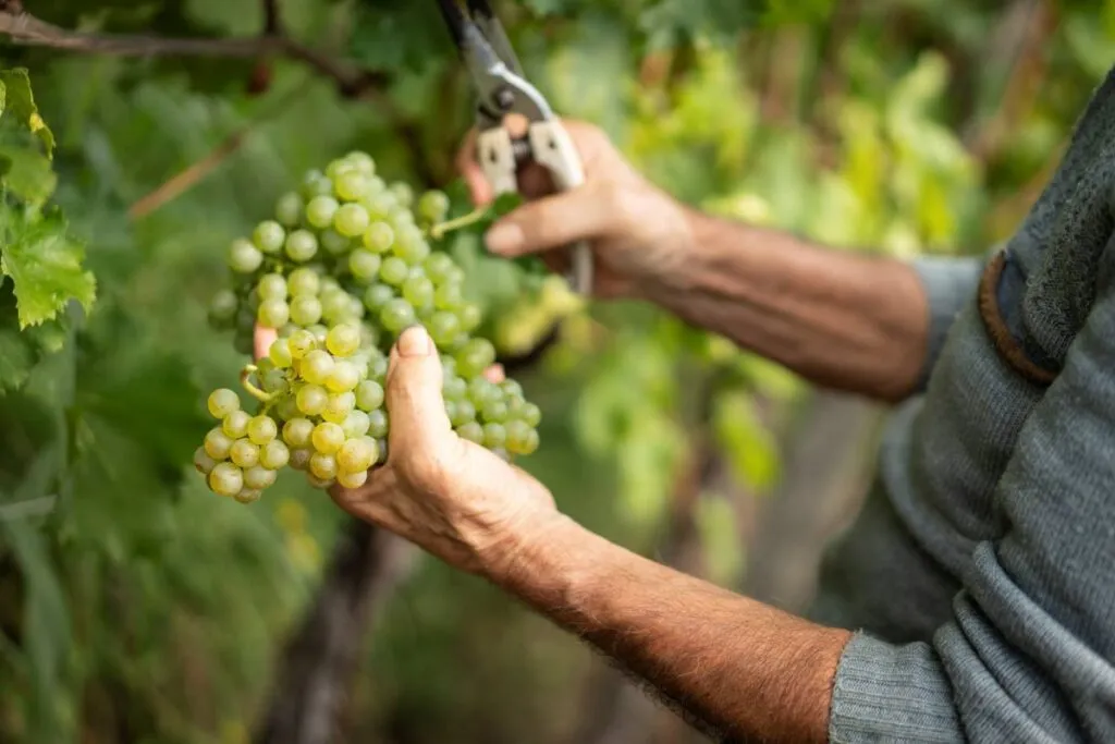 Vinitaly 2024