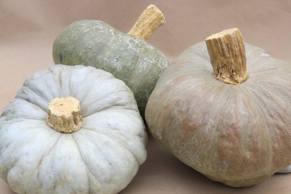 Zucca Bertagnina di Dorno