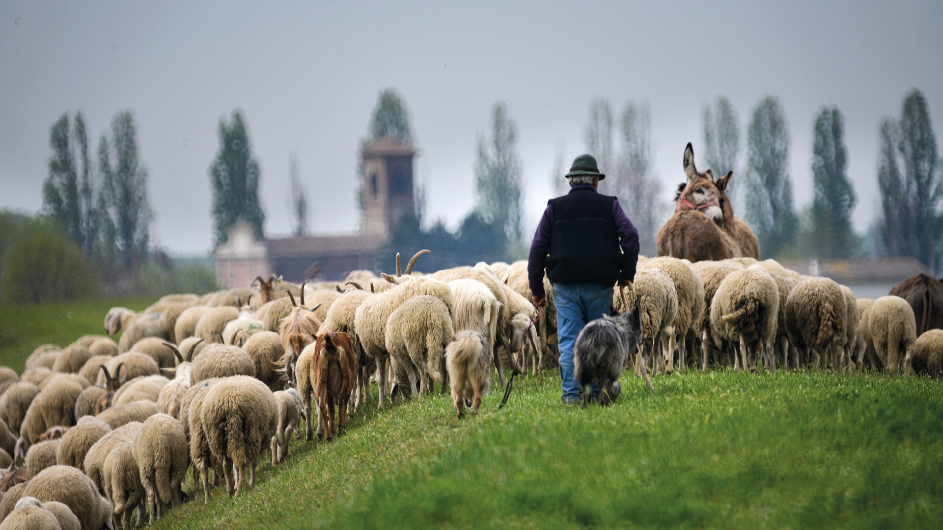 Giornata del Pastoralismo in regione Lombardia