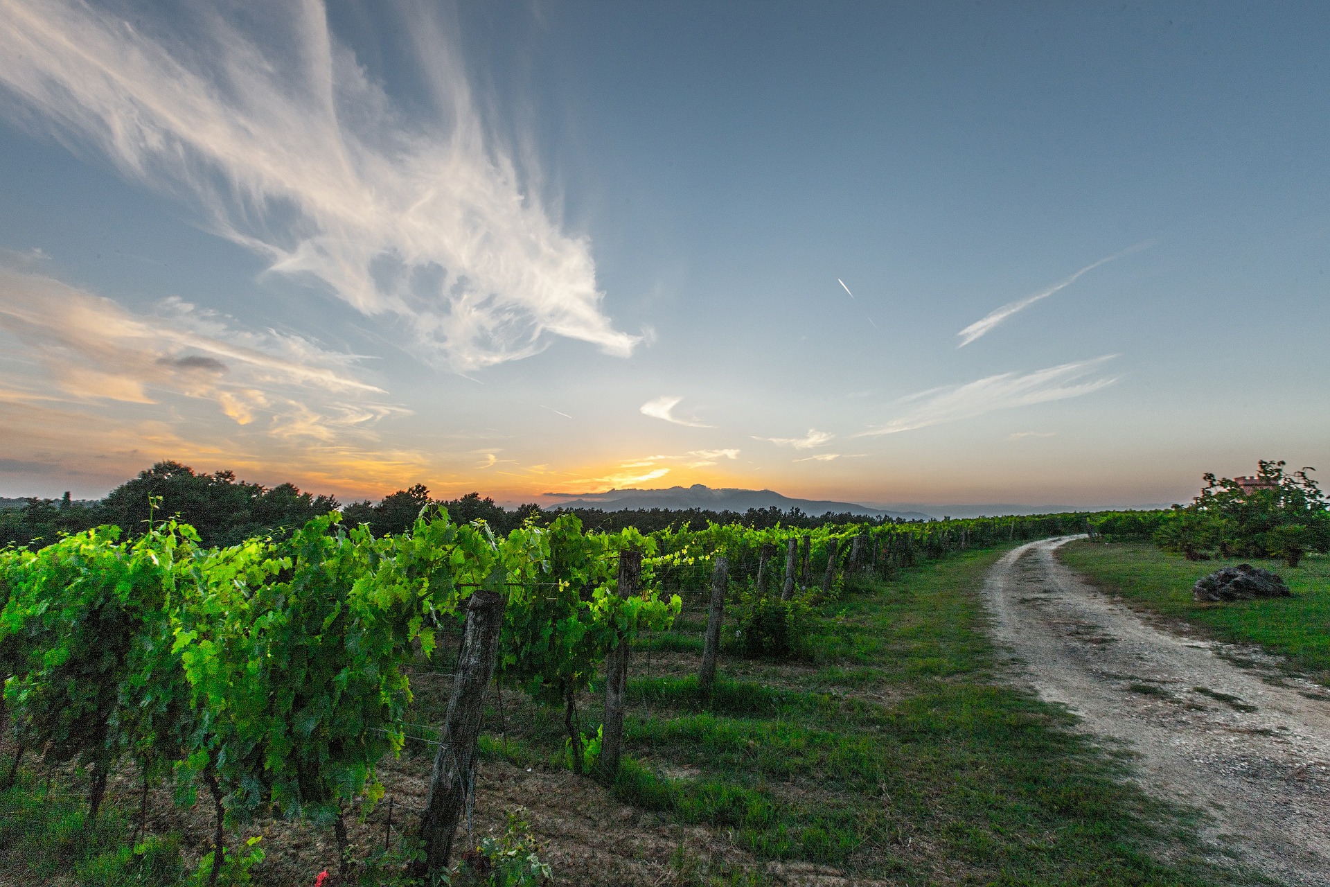 Strade del vino