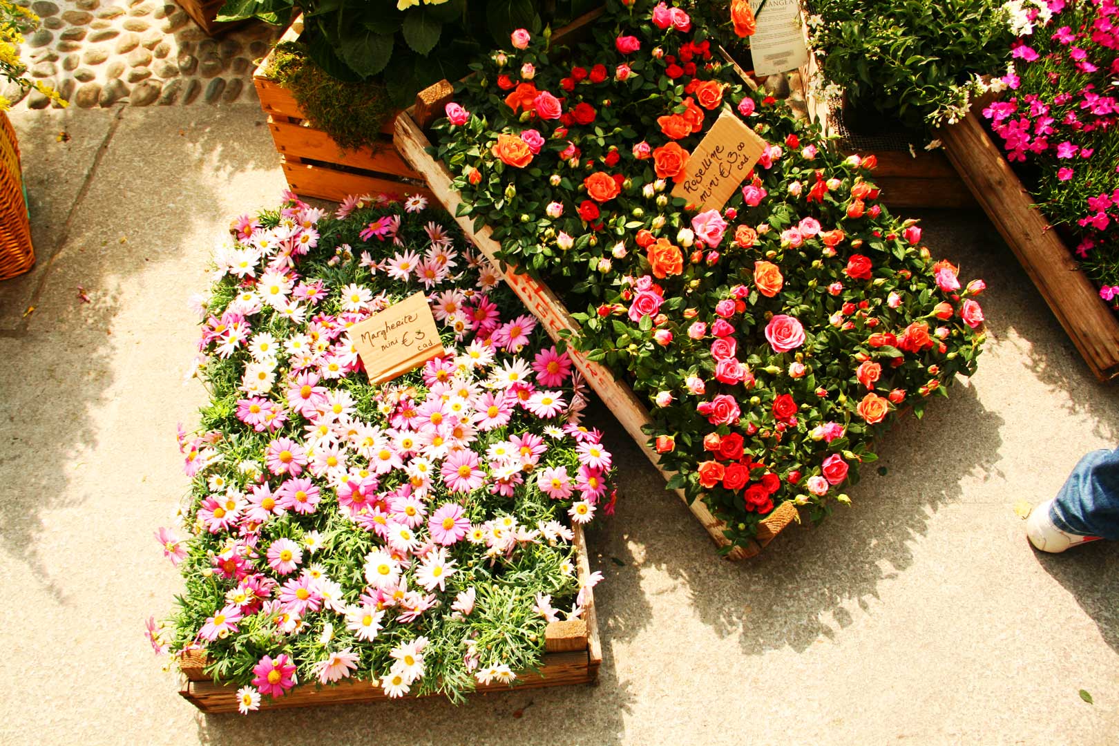 Agricolae fiori, sapori e animali in fiera