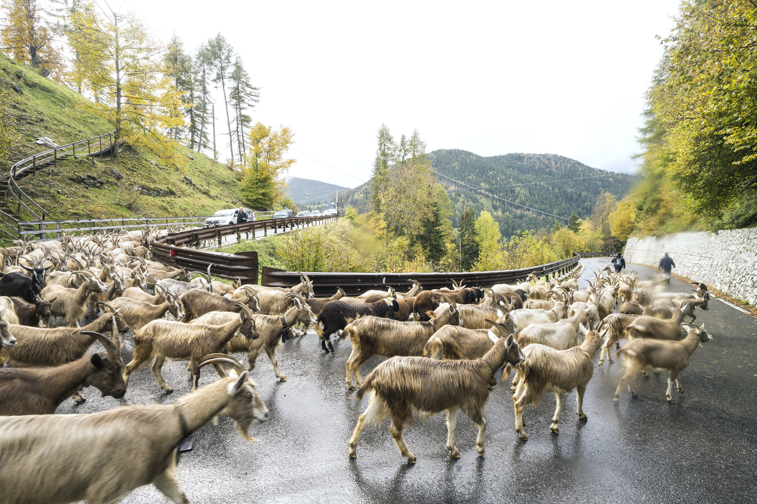 Gregge di capre su strada