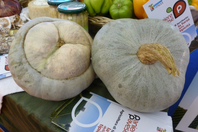 zucca bertagnina