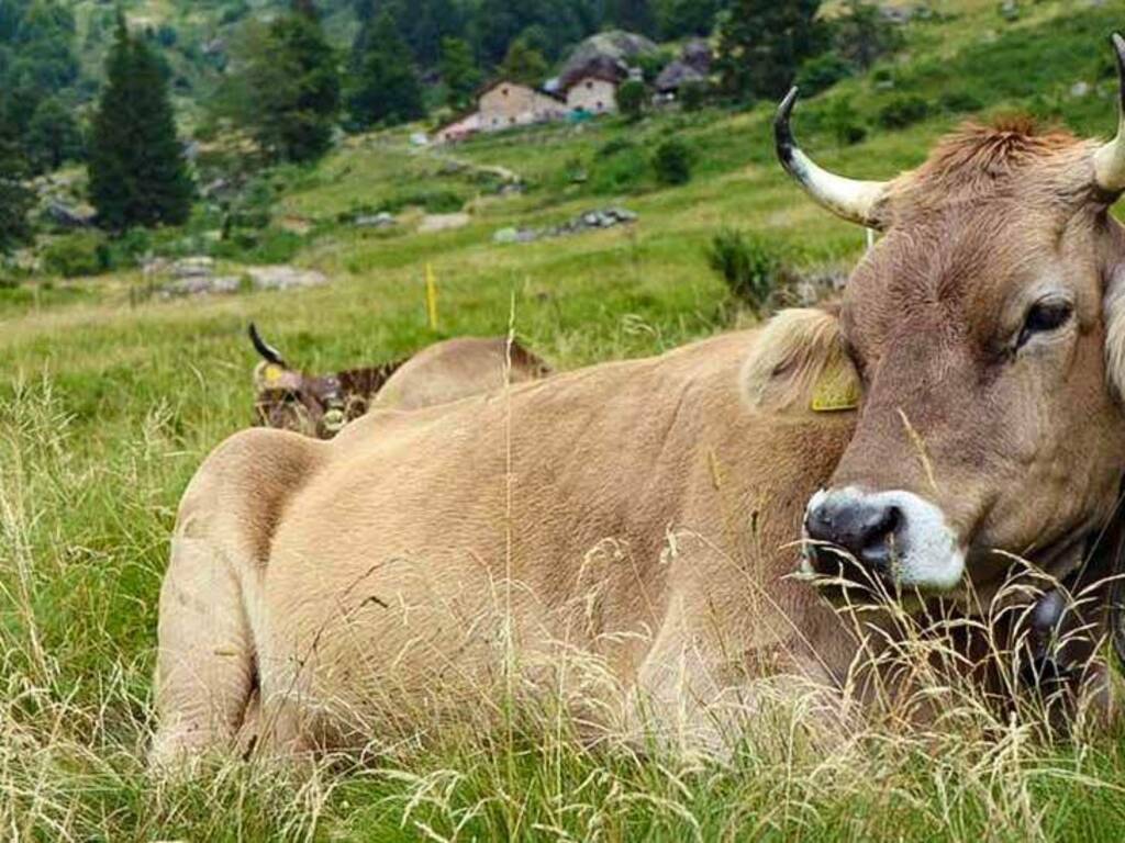vacca Bruna
