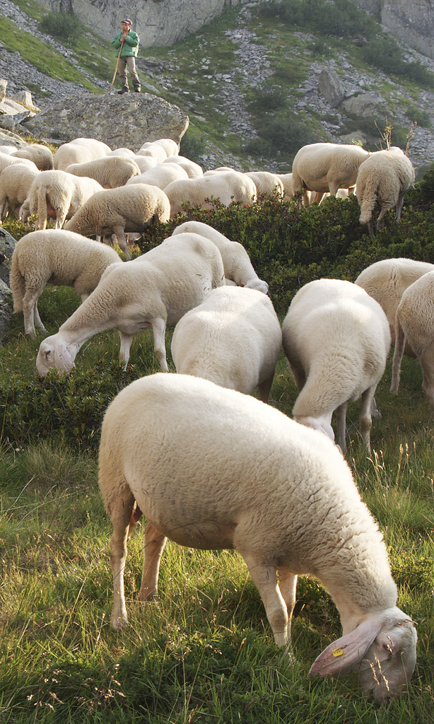 Pecore al pascolo con pastore