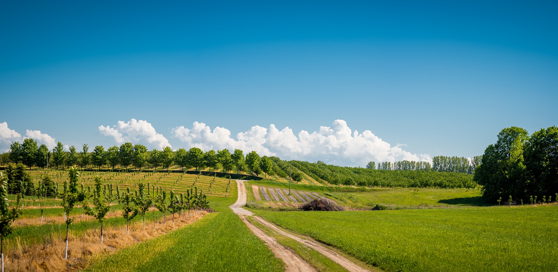 Paesaggio collinare