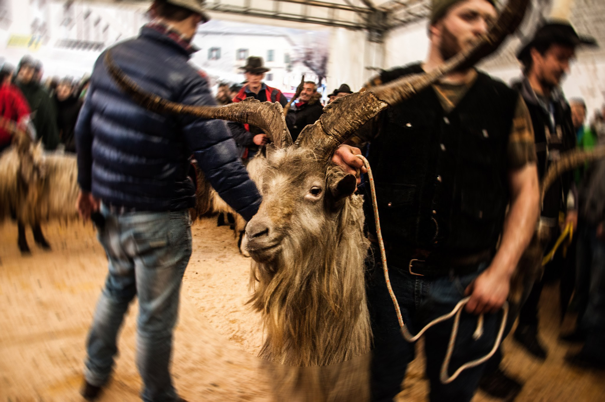 Fiera delle capre e dell'asinello