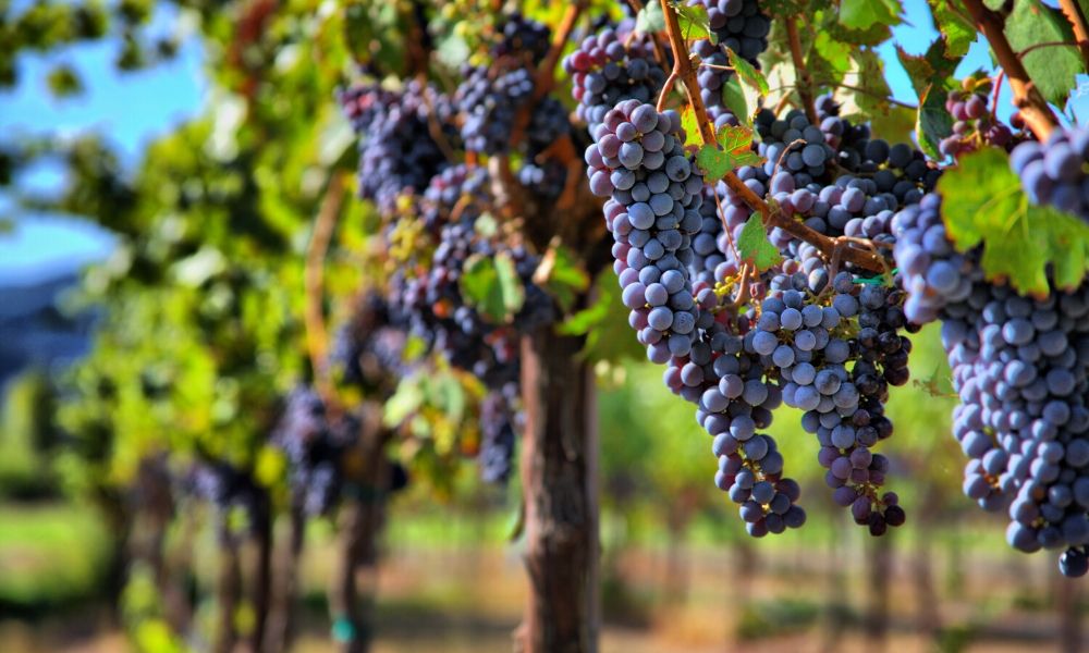 Pinot Nero