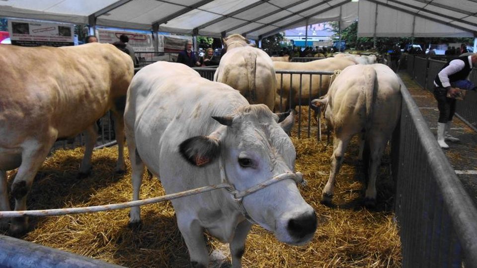 Fiera del crocifisso